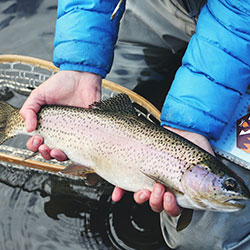 Fishing_01 Image of Rainbow Trout